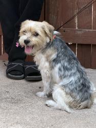 Found/Stray Male Dog last seen Glenn and Park, Tucson, AZ 85716