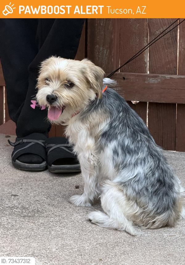 Found/Stray Male Dog last seen Glenn and Park, Tucson, AZ 85716