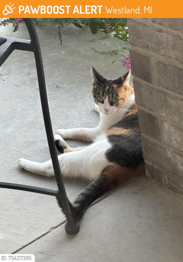 Found/Stray Unknown Cat last seen Ann Arbor Trail and Farmington Hills Road, Westland, MI 48185