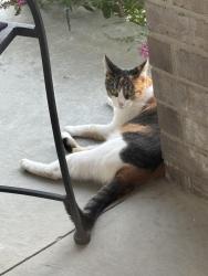 Found/Stray Unknown Cat last seen Ann Arbor Trail and Farmington Hills Road, Westland, MI 48185