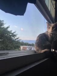 Reunited Female Cat last seen Halethorpe, near savemart, Halethorpe, MD 21227
