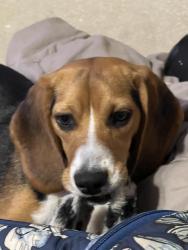 Reunited Female Dog last seen Oxnard ln & friendswood link (Oxnard park), Friendswood, TX 77546