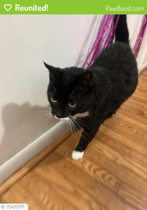 Reunited Male Cat last seen W street and 15th street, Washington, DC 20018