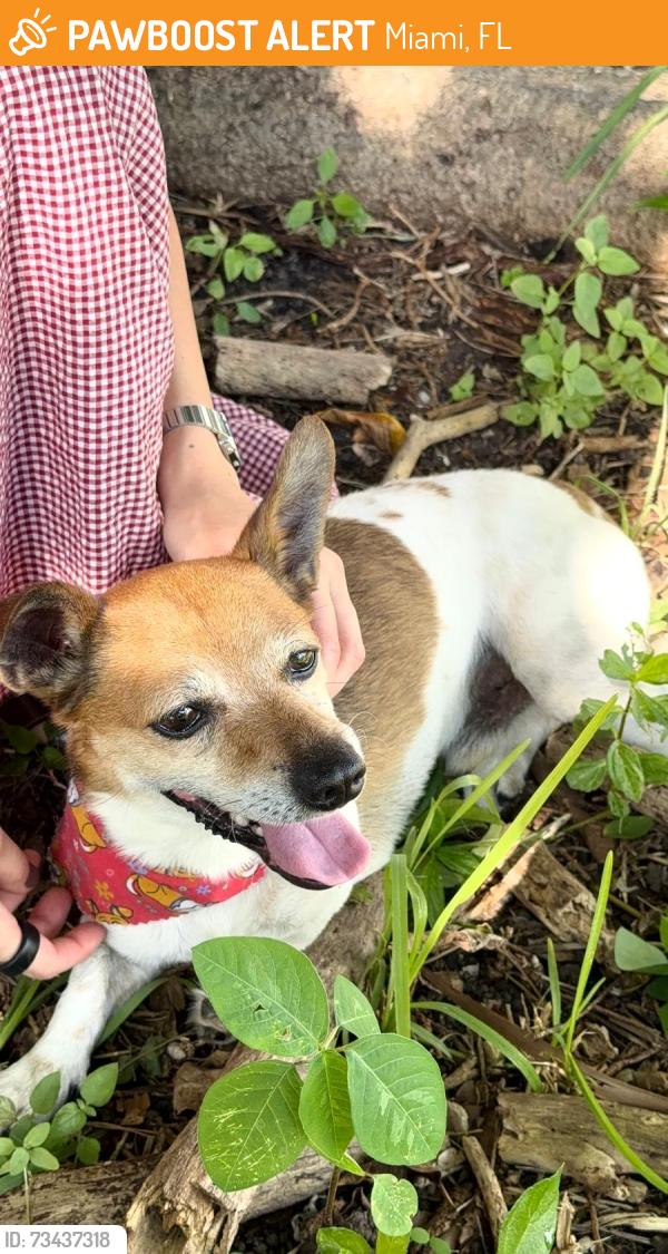 Found/Stray Male Other last seen Flagler and 95th Ave, Miami, FL 33174