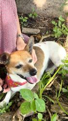 Found/Stray Male Other last seen Flagler and 95th Ave, Miami, FL 33174