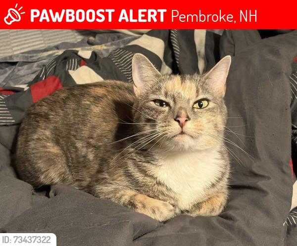 Lost Female Cat last seen Trailer park on/near 78 Sheep Davis Road, trailer 10, Pembroke, NH 03275