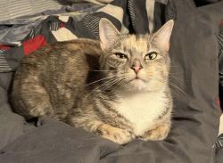 Lost Female Cat last seen Trailer park on/near 78 Sheep Davis Road, trailer 10, Pembroke, NH 03275