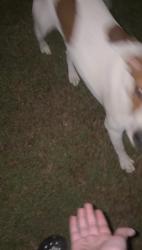 Found/Stray Unknown Dog last seen maxey 314, Dacula, GA 30019