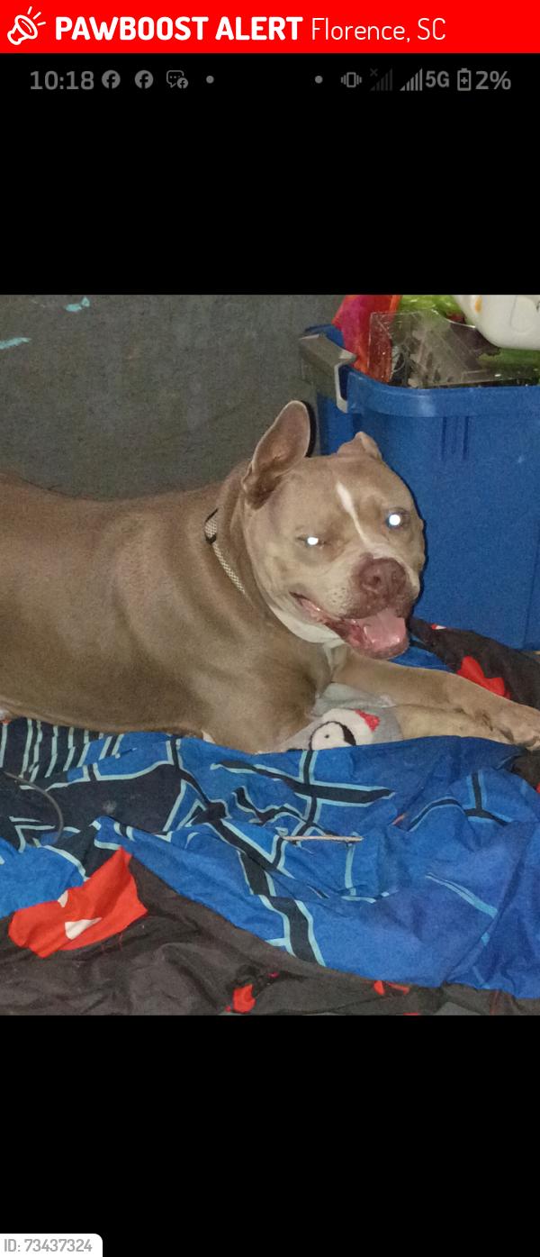 Lost Female Dog last seen Pine Street and evening shades saw her off Greenland druve, Florence, SC 29505
