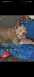 Lost Female Dog last seen Pine Street and evening shades saw her off Greenland druve, Florence, SC 29505