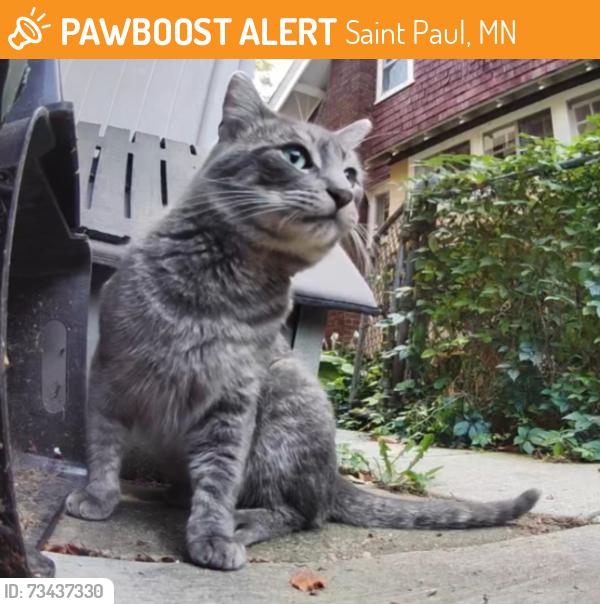 Found/Stray Unknown Cat last seen Dale and Como, Saint Paul, MN 55103
