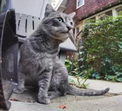 Found/Stray Unknown Cat last seen Dale and Como, Saint Paul, MN 55103