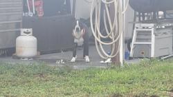 Reunited Male Dog last seen South of US 301 and River Rd, Wimauma, FL 33598