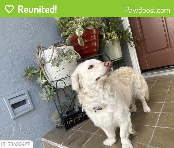 Reunited Male Dog last seen Frieda Ct, San Pablo, CA 94804