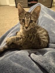 Found/Stray Female Cat last seen Underneath a car by building 5, Houston, TX 77064