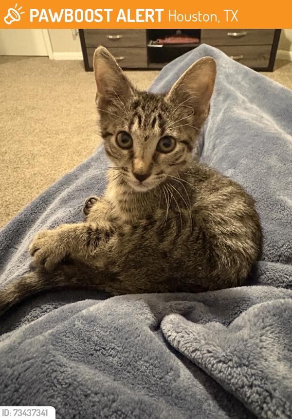 Found/Stray Female Cat last seen Underneath a car by building 5, Houston, TX 77064