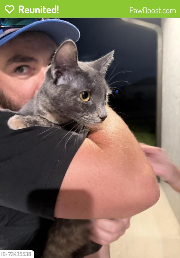 Reunited Female Cat last seen Diplomat and Nelson rd, Cape Coral, FL 33993