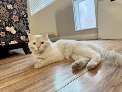 Lost Male Cat last seen Centennial, North Las Vegas, NV 89031