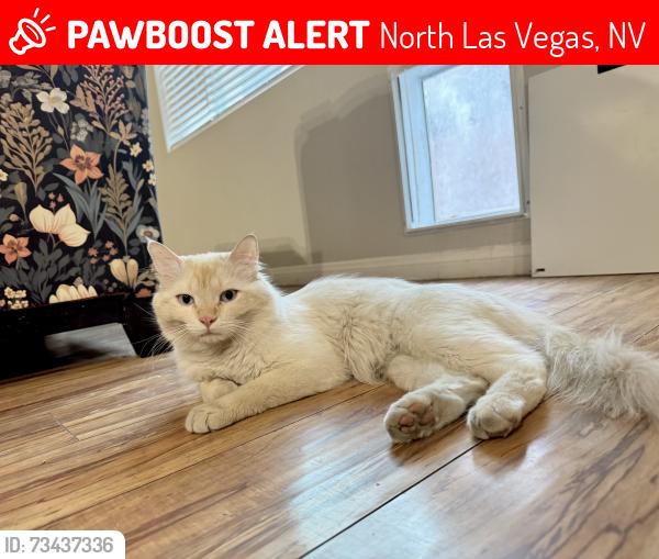 Lost Male Cat last seen Centennial, North Las Vegas, NV 89031