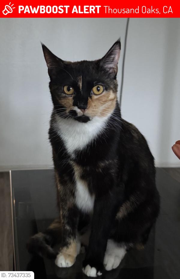 Lost Female Cat last seen Los Feliz Drive & Thousand Oaks Blvd, Thousand Oaks, CA 91362