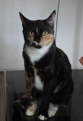 Lost Female Cat last seen Los Feliz Drive & Thousand Oaks Blvd, Thousand Oaks, CA 91362