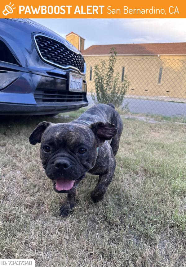 Found/Stray Male Dog last seen Near West 8th Street San Bernardino CA, San Bernardino, CA 92411