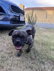 Found/Stray Male Dog last seen Near West 8th Street San Bernardino CA, San Bernardino, CA 92411