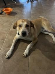 Found/Stray Male Dog last seen Stonegate, Alvarado, TX 76009