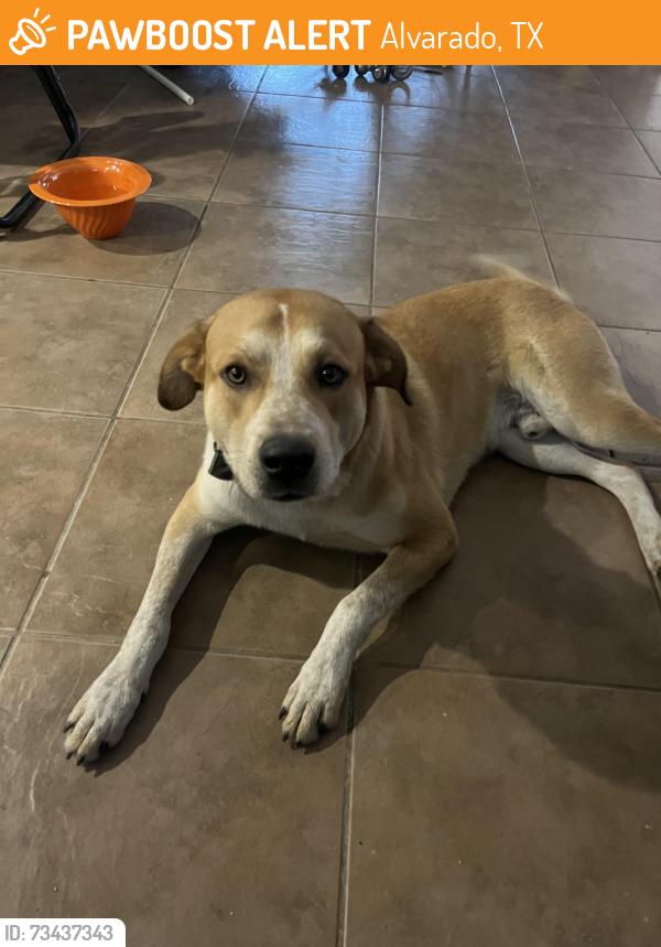 Found/Stray Male Dog last seen Stonegate, Alvarado, TX 76009