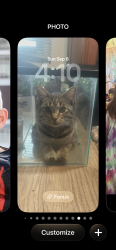 Lost Male Cat last seen Hessen Cassel, Fort Wayne, IN 46816