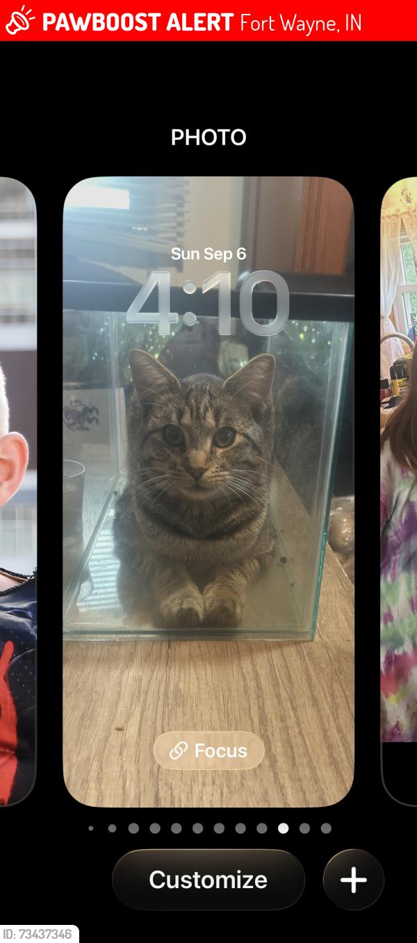 Lost Male Cat last seen Hessen Cassel, Fort Wayne, IN 46816