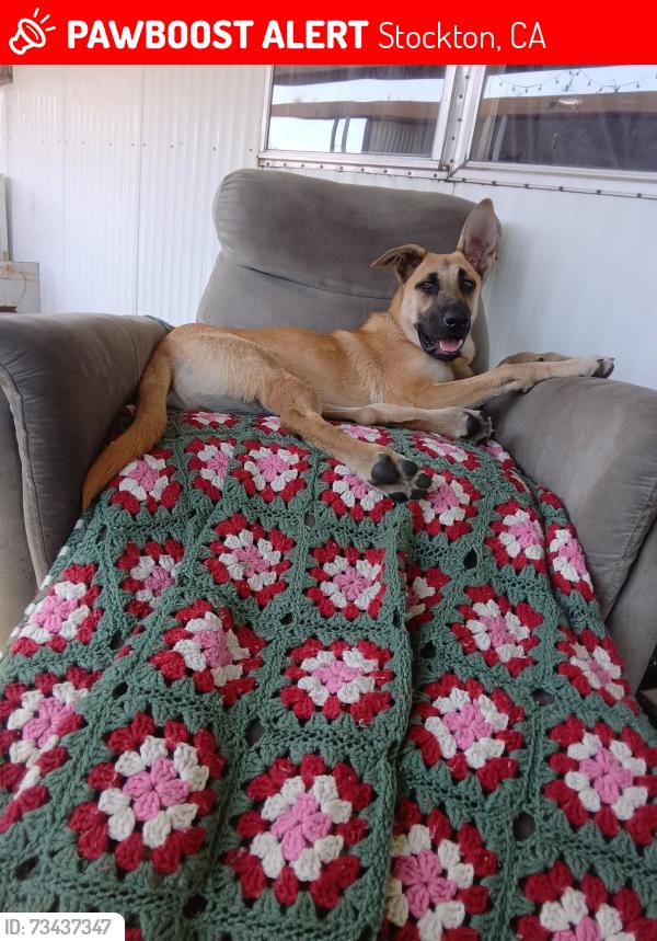 Lost Female Dog last seen Auto ave and Florida, Stockton, CA 95204