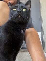 Found/Stray Unknown Cat last seen MacArthur and Meadow Creek Dr, Irving, TX 75038
