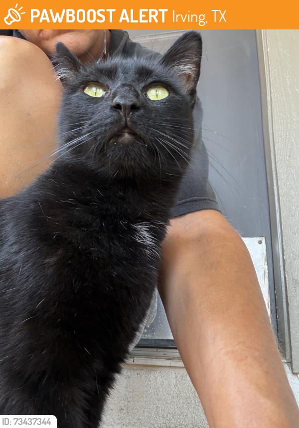 Found/Stray Unknown Cat last seen MacArthur and Meadow Creek Dr, Irving, TX 75038