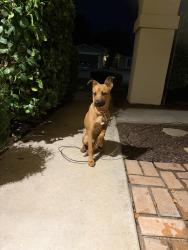 Found/Stray Male Dog last seen Appalachian Dr and Allegheny Dr, near Riviera East Park, La Riviera, CA 95827
