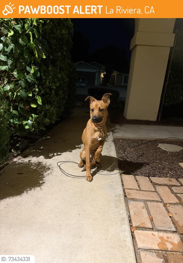 Found/Stray Male Dog last seen Appalachian Dr and Allegheny Dr, near Riviera East Park, La Riviera, CA 95827