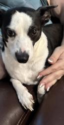 Found/Stray Female Dog last seen Matlock and Harris, Arlington, TX 76001