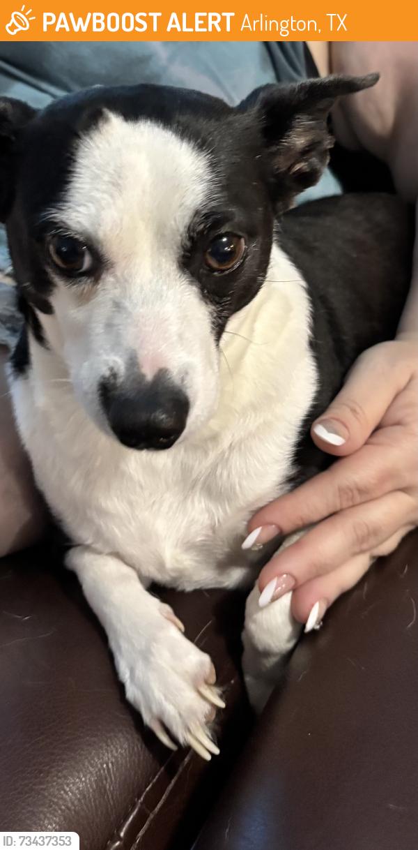 Found/Stray Female Dog last seen Matlock and Harris, Arlington, TX 76001