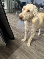 Found/Stray Female Dog last seen Railroad and Power, Pittsburg, CA 94565