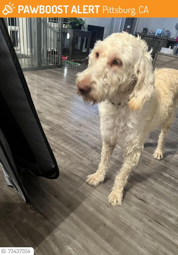 Found/Stray Female Dog last seen Railroad and Power, Pittsburg, CA 94565