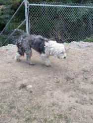 Found/Stray Unknown Dog last seen Back of gold course behind 18tg hole, Los Angeles, CA 91436