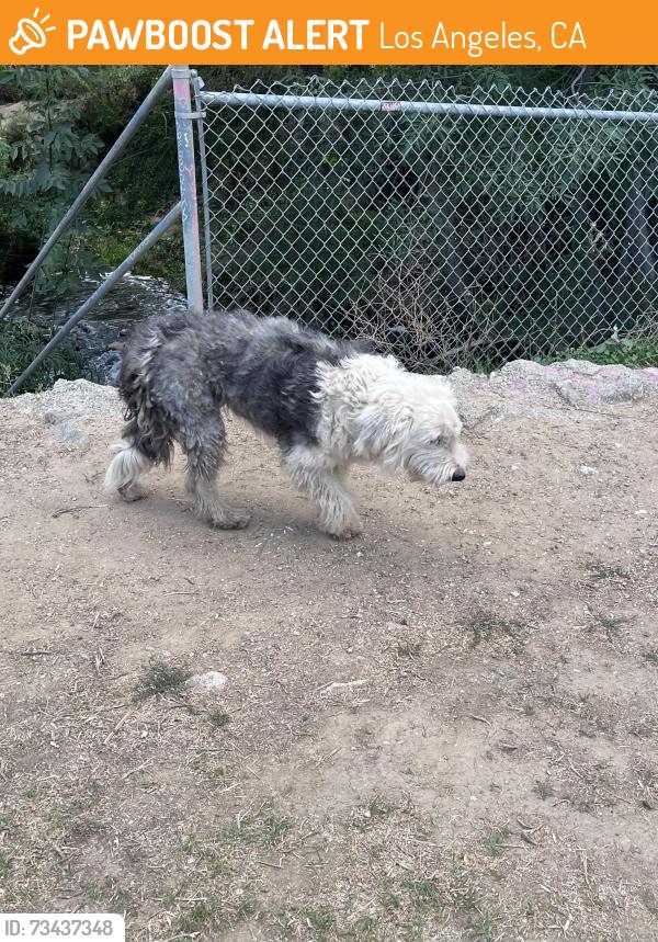 Found/Stray Unknown Dog last seen Back of gold course behind 18tg hole, Los Angeles, CA 91436