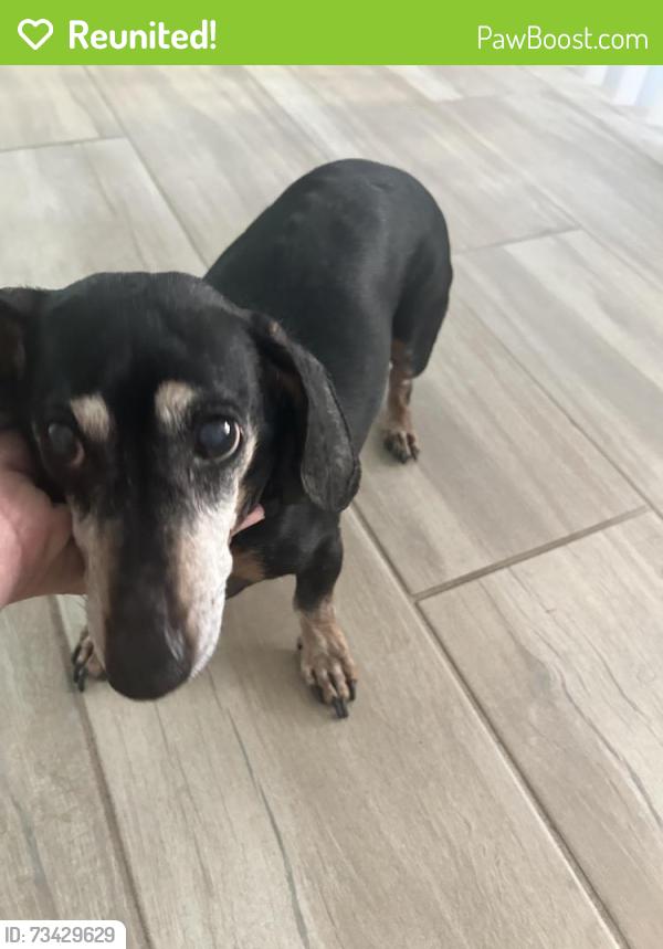 Reunited Unknown Dog last seen Near N 40th Place, Phoenix, AZ 85028