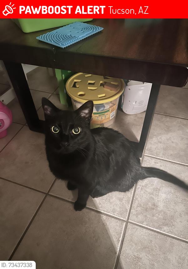 Lost Male Cat last seen E Native Rose Trail and S Jumping Quail Dr by the parking lot, Tucson, AZ 85747