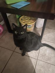 Lost Male Cat last seen E Native Rose Trail and S Jumping Quail Dr by the parking lot, Tucson, AZ 85747