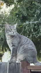 Lost Male Cat last seen Forest and Westridge, Santa Clara, CA 95050