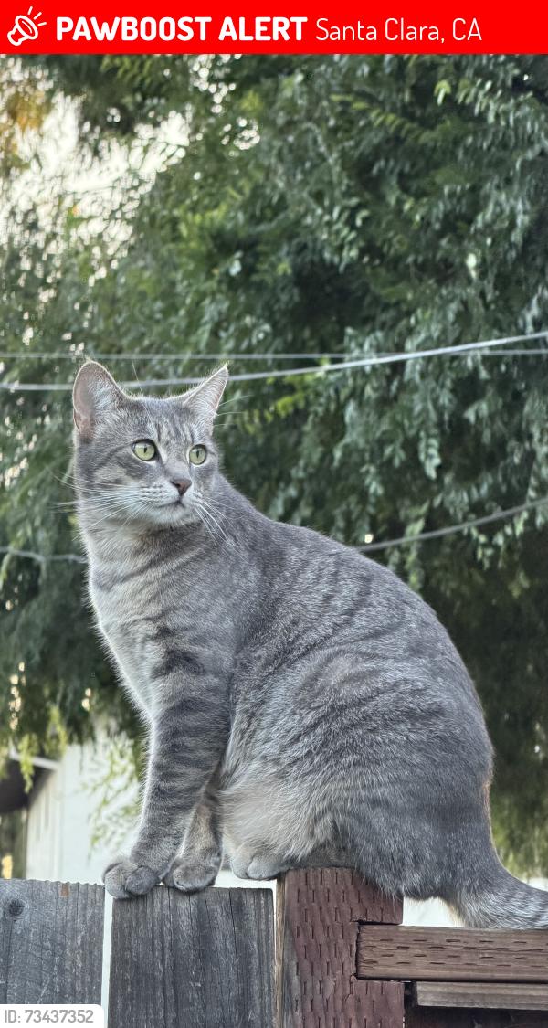 Lost Male Cat last seen Forest and Westridge, Santa Clara, CA 95050