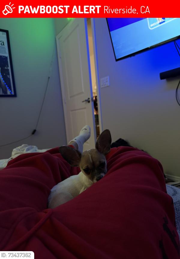 Lost Male Dog last seen Near van buren, Lincoln village apmts, Riverside, CA 92503