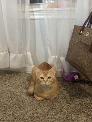 Lost Male Cat last seen Meyer ln, Brookhaven, SC 29229