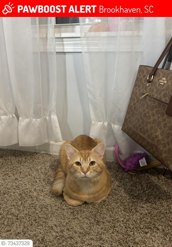 Lost Male Cat last seen Meyer ln, Brookhaven, SC 29229